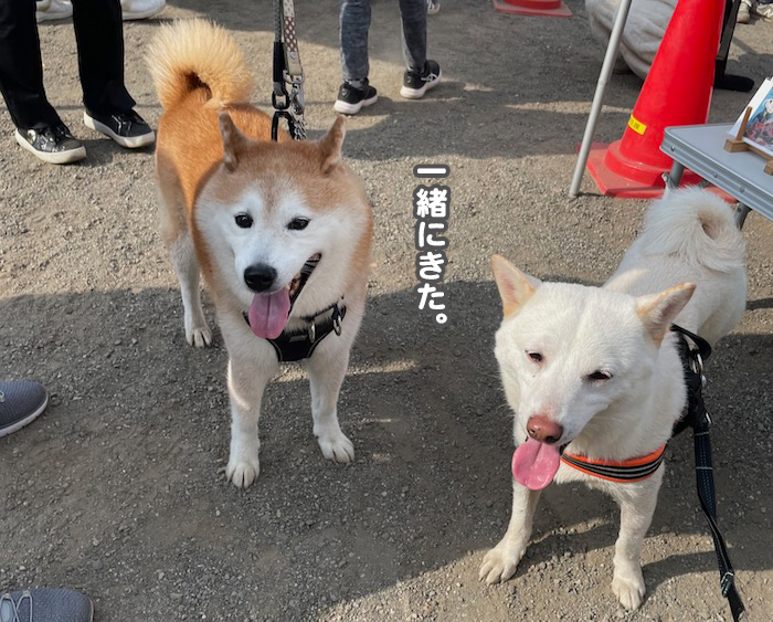 5日夕ブログ２