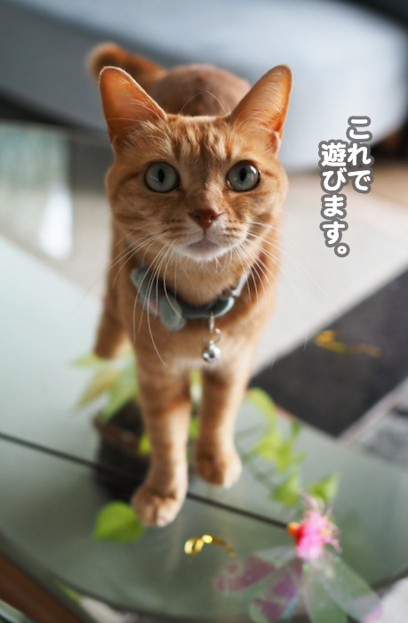 16日夕ブログ7