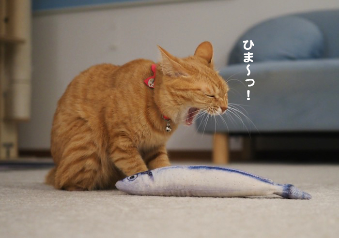 11日夕ブログ３