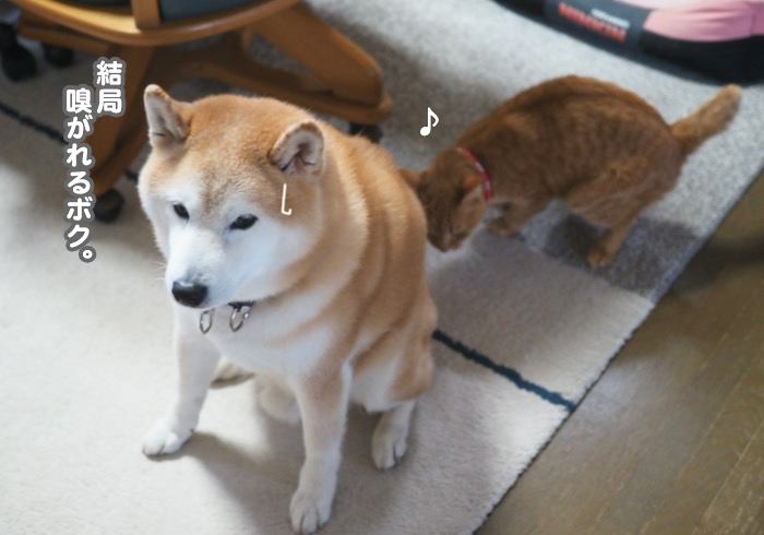 21日夕ブログ８