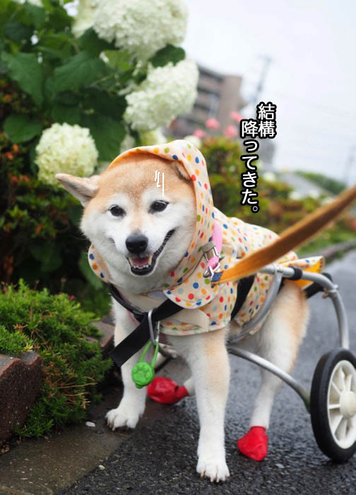 19日夕ブログ７
