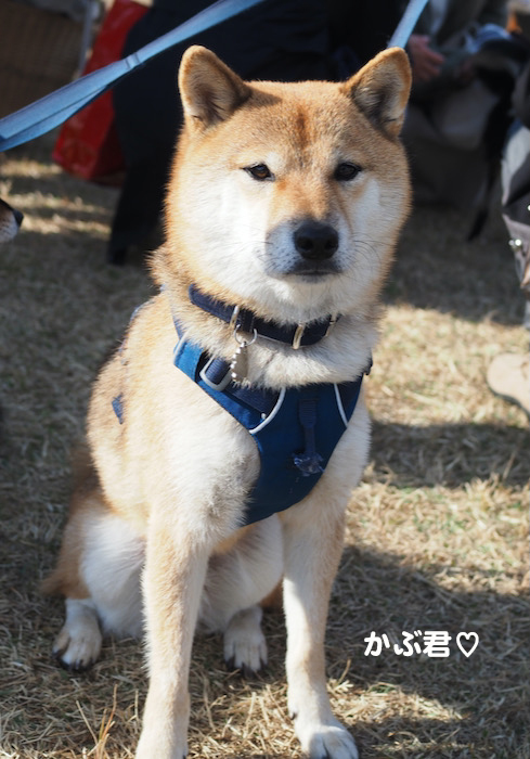 11日夕ブログ９