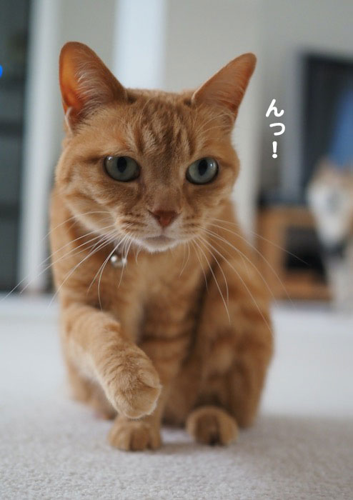 20日夕ブログ２