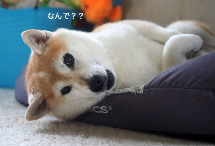 1日夕ブログ１０