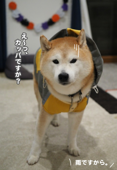 29日夕ブログ３