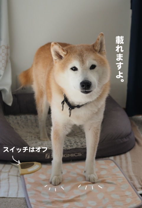 17日夕ブログ５
