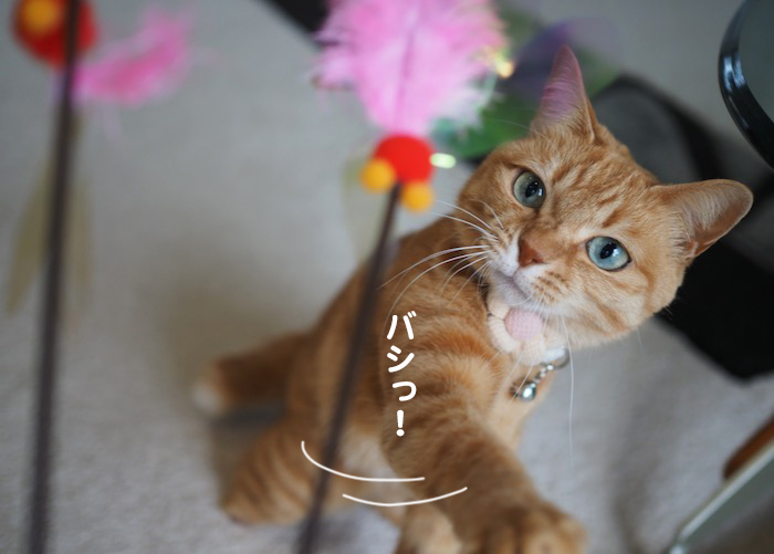 19日夕ブログ7
