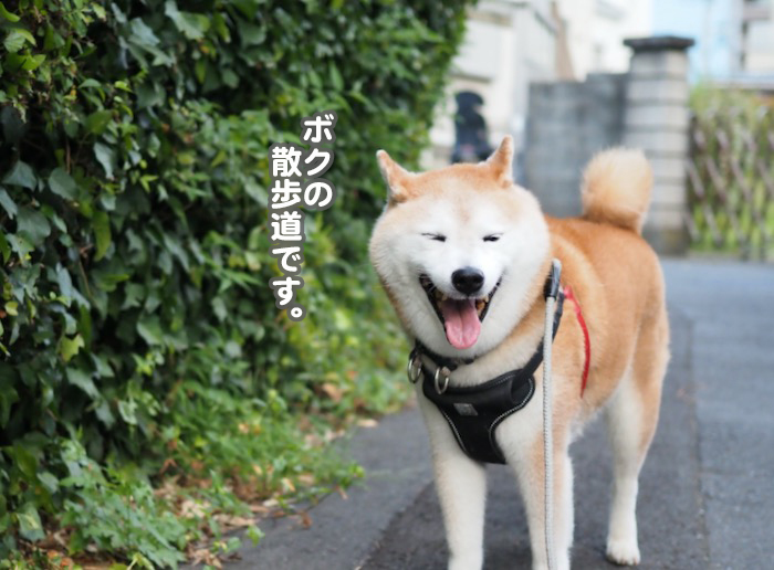 19日夕ブログ２