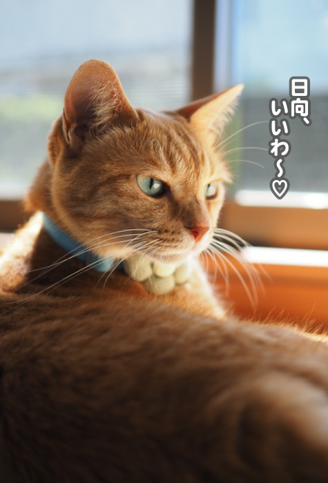 11日夕ブログ８