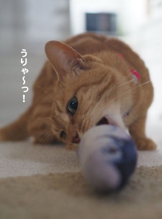 ５日夕ブログ３