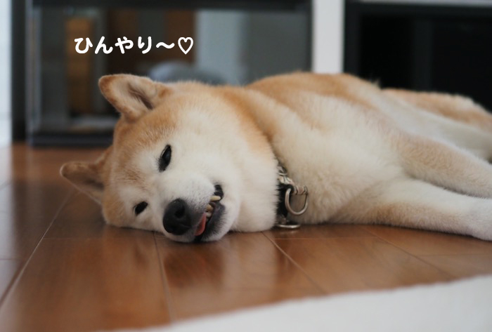 17日夕ブログ5