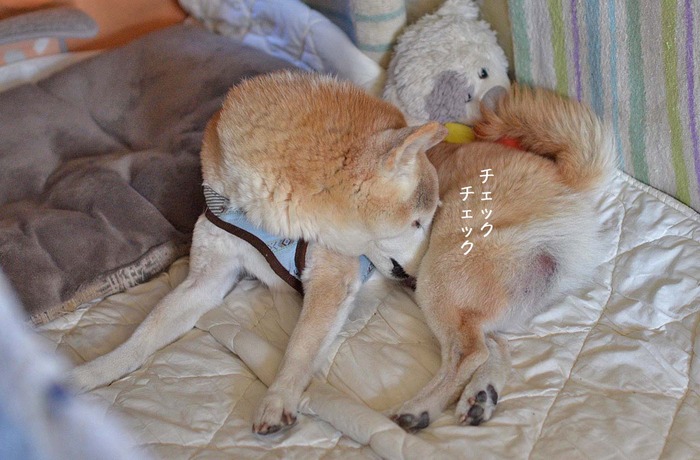 30日ブログ7
