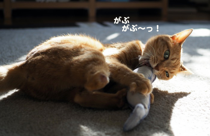14日夕ブログ５