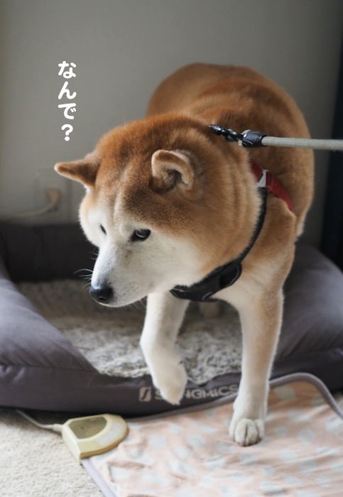 3日夕ブログ４