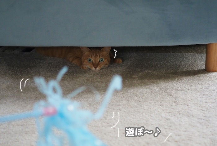 19日夕ブログ２