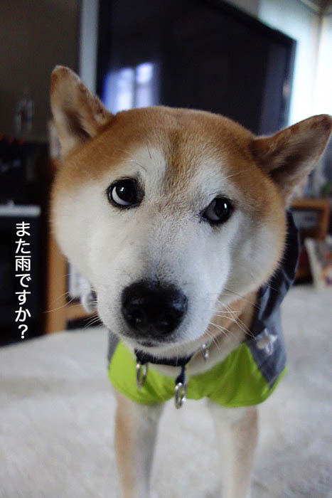 17日夕ブログ１