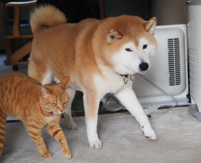14日夕ブログ９
