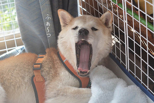 29日ブログ3
