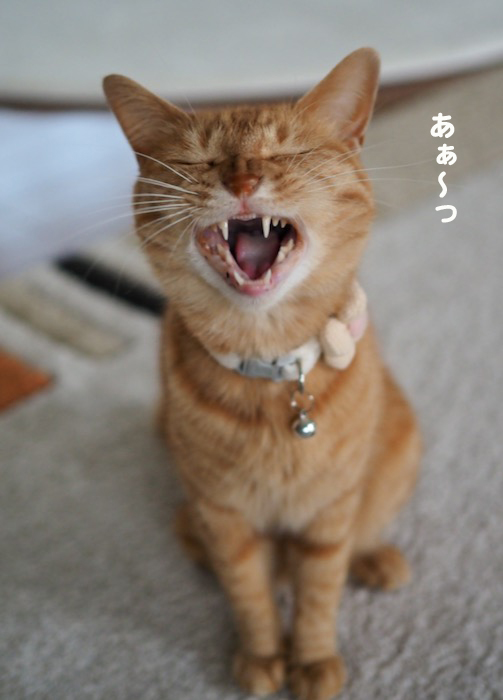 30日ブログ３