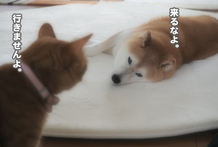 25日夕ブログ１０