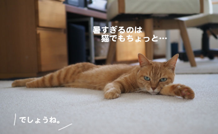18日夕ブログ5
