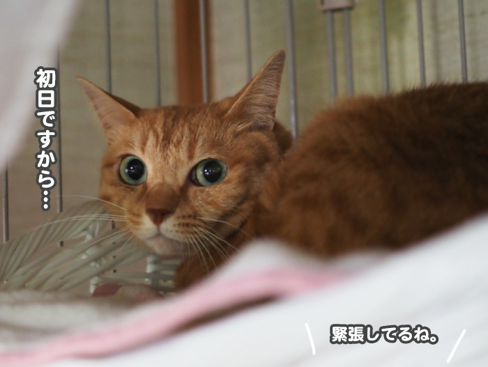 11日夕ブログ９