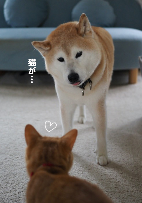11日夕ブログ４