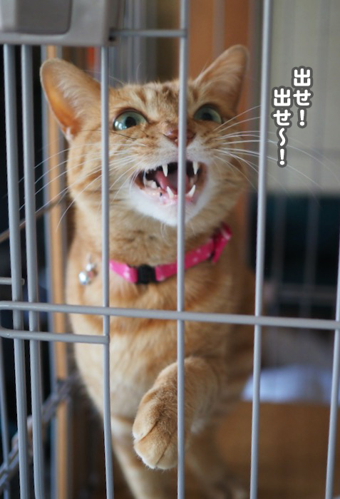 27日夕ブログ９