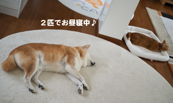 7日夕ブログ２