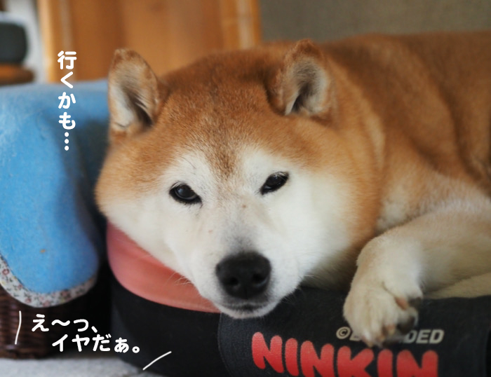1日のブログ６
