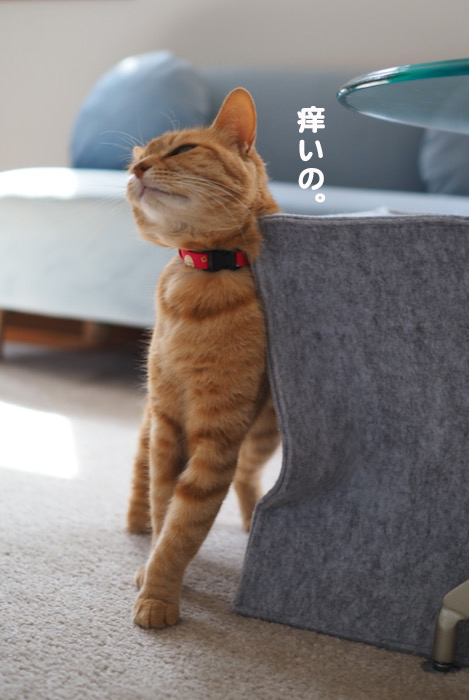 28日夕ブログ８