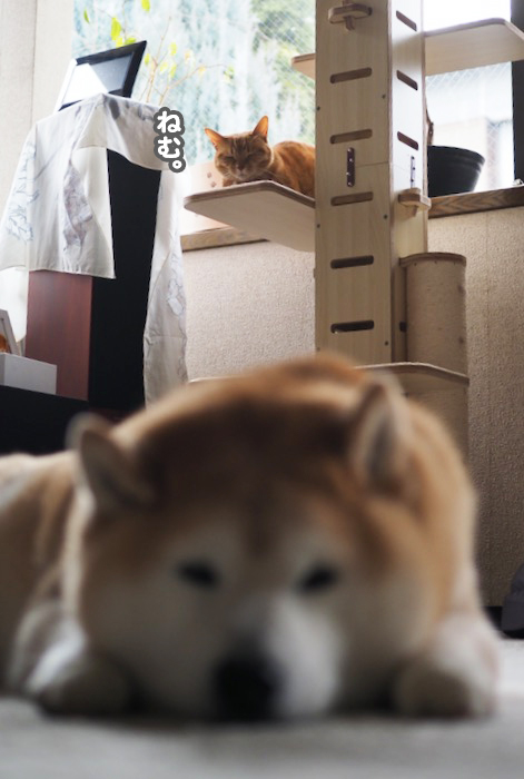 3日夕ブログ３