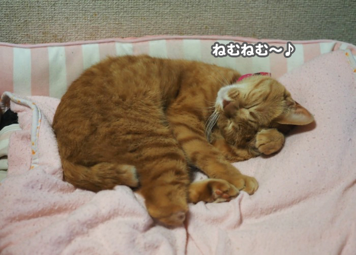 ３日夕ブログ６