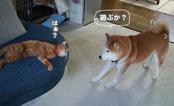 26日夕ブログ4