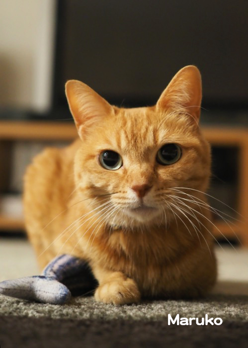 16日ブログ４