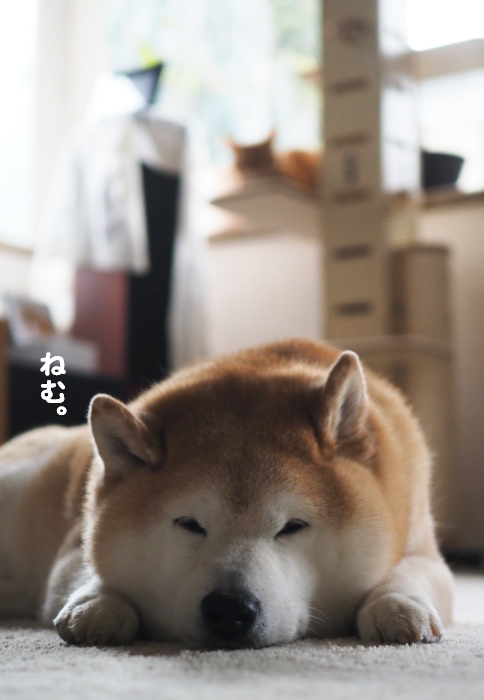 3日夕ブログ２