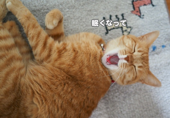 13日夕ブログ３