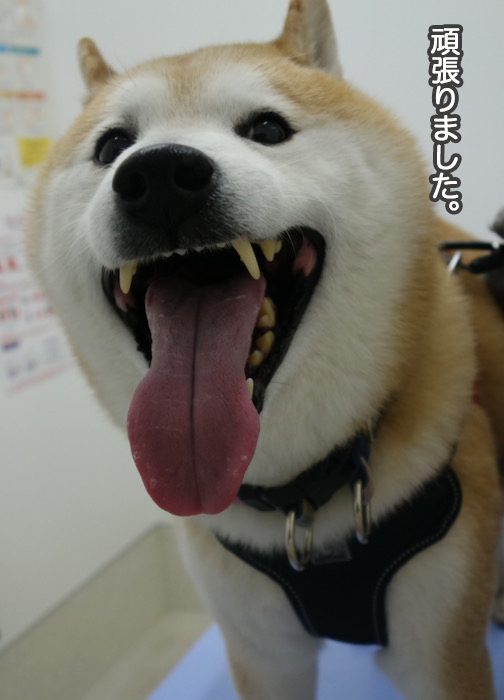 11日夜ブログ６