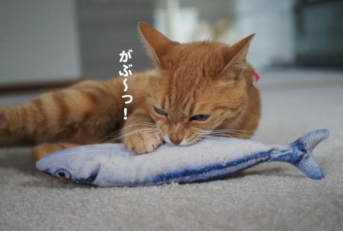 16日夕ブログ４