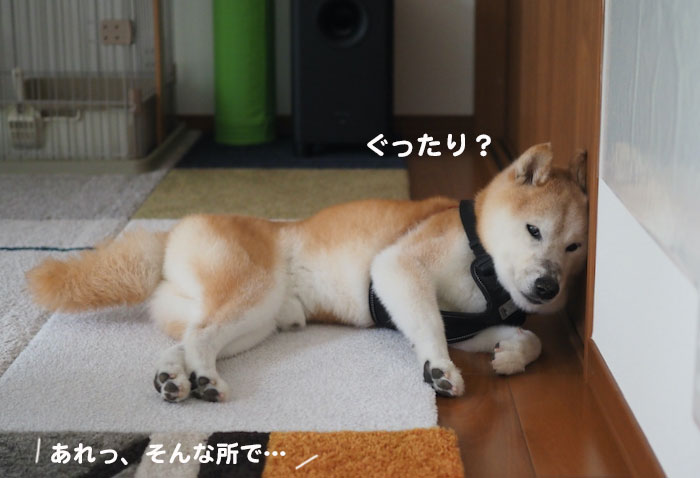 9日夕ブログ２
