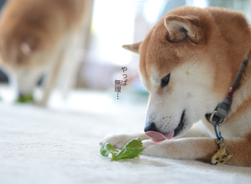 21日ブログ7.jpg