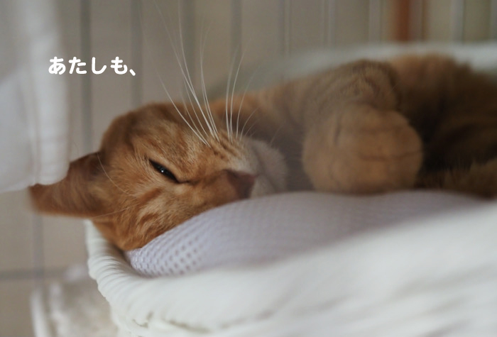 15日夕ブログ５