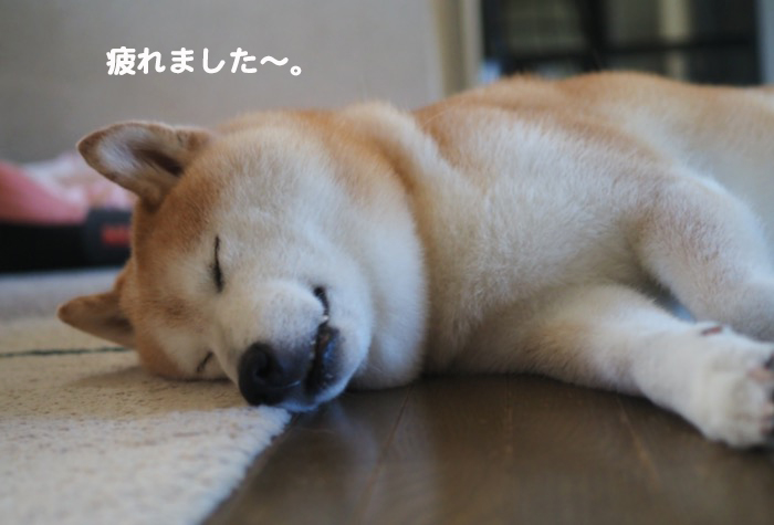 15日夕ブログ7