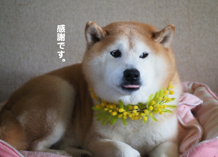 11日夕ブログ７