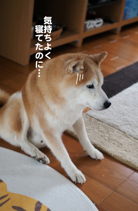 9日夕ブログ９