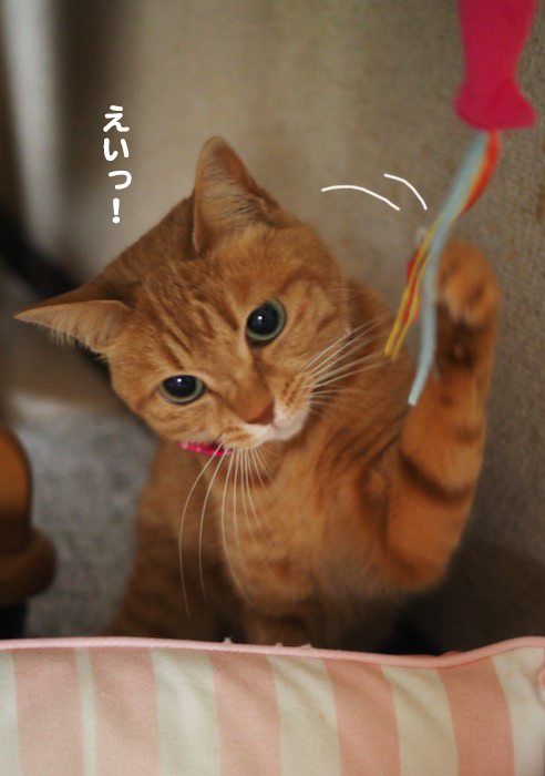 25日夕ブログ４
