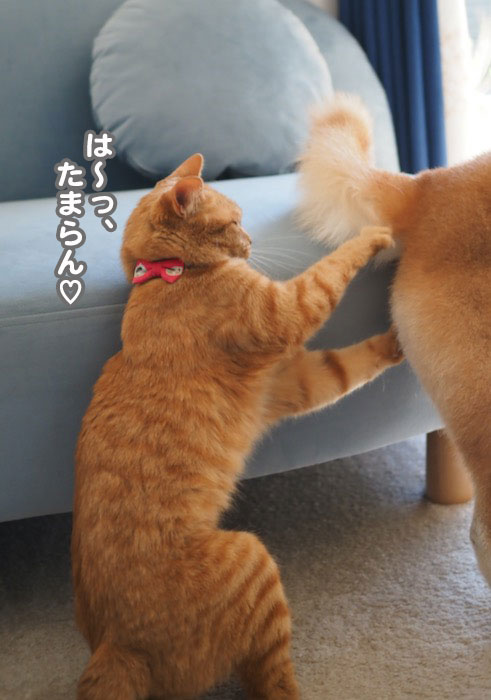 11日夕ブログ１４
