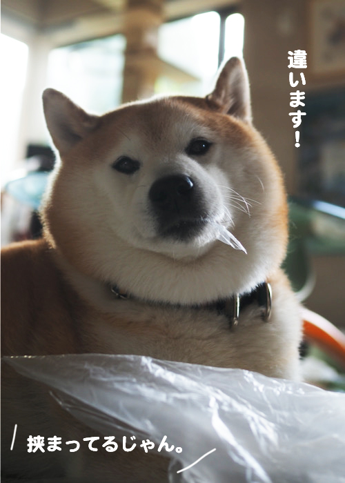 16日夕ブログ７