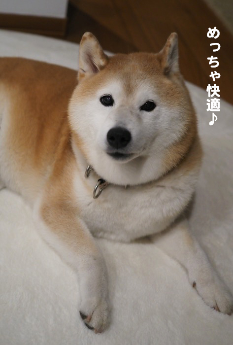 20日夕ブログ６
