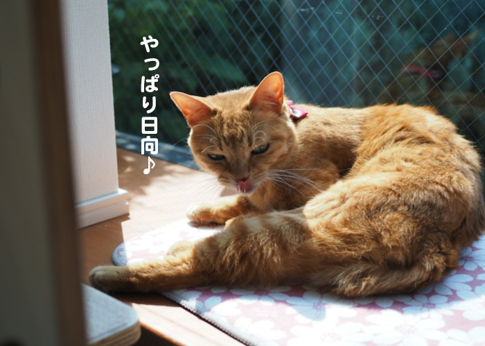 27日夕ブログ3